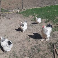 свободни яйца , снимка 8 - Кокошки и пуйки - 45156501