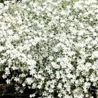 Церастиум /Рожец , снимка 1 - Градински цветя и растения - 45511155