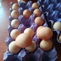 яйца от Токачка , снимка 2 - други­ - 45417429