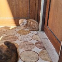 шотландски клепоухи котенца , снимка 2 - Други - 45570080