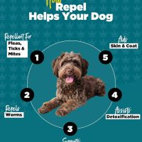 Добавка ProDog Repel Ефективен репелент срещу кърлежи, червеи и бълхи за кучета над 6 м - 60 порции , снимка 4 - За кучета - 45083441