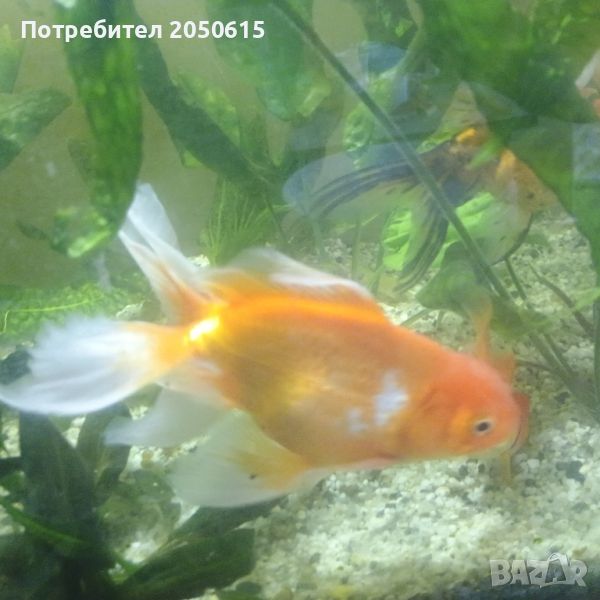 Златни рибки, снимка 1