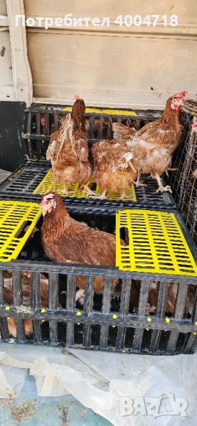 продавам кокошки носачки ломан браун за яйца на 12 месеца, снимка 1