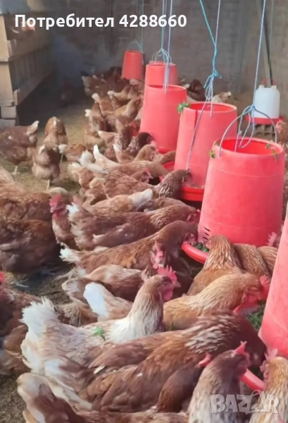 налични кокошки носачки ломан браун, снимка 1