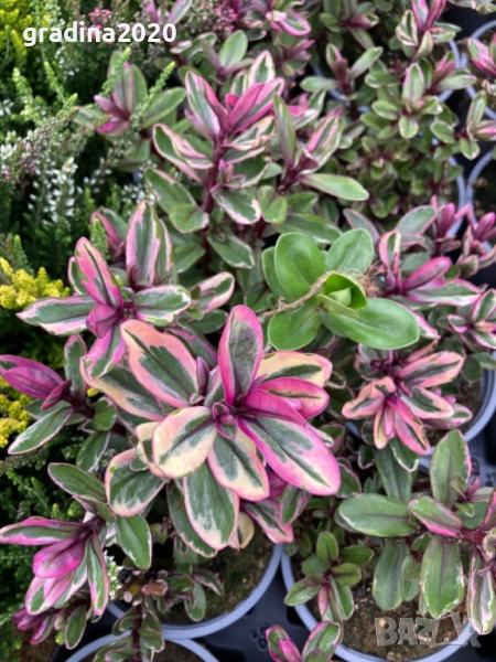 Хебе Триколор, снимка 1