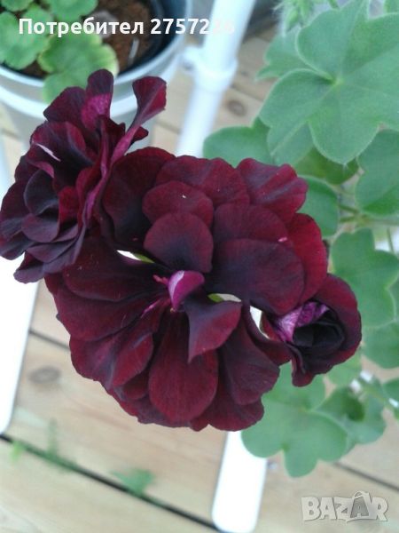 P.Royal Black Rose, снимка 1