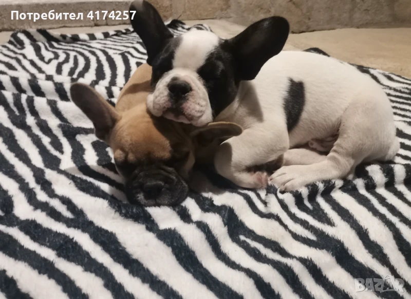 Малки френчита! , снимка 1