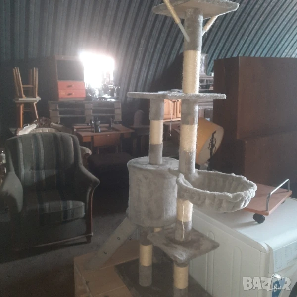 Котешка катерушка мострена, снимка 1