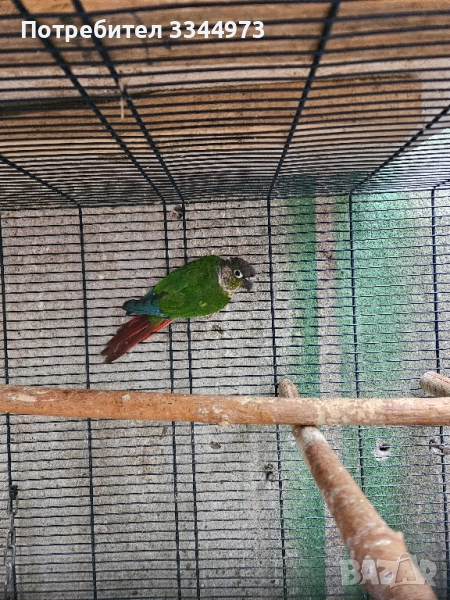 пирура, снимка 1