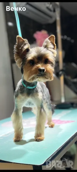 Мъжко Йорки за разплод, снимка 1