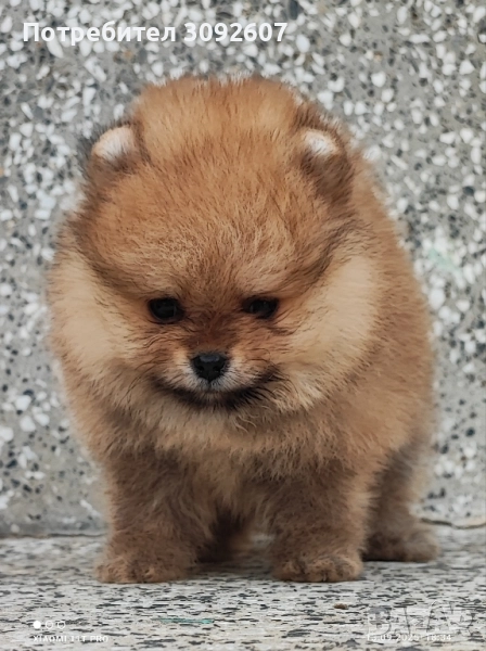 Померанче момче, снимка 1