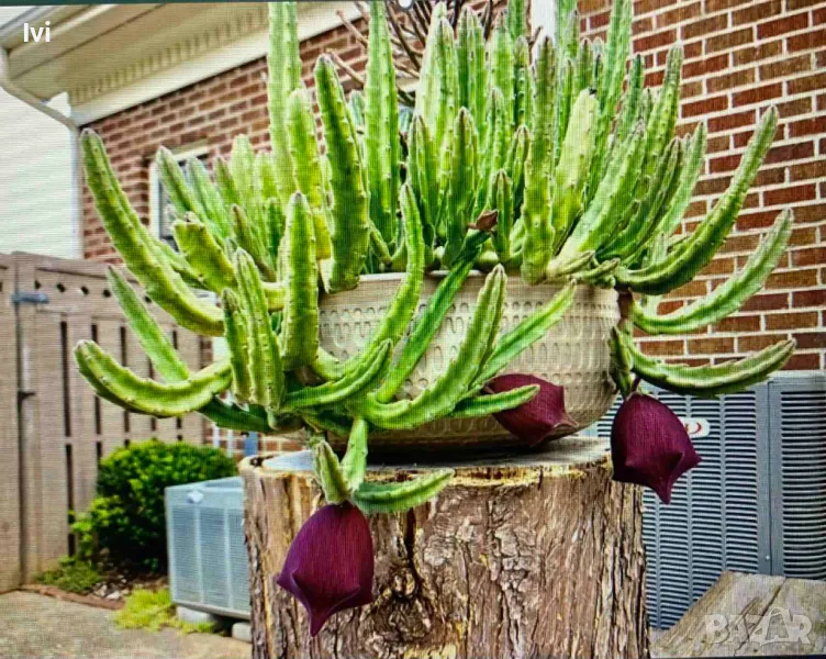 Стапелия / Stapelia leendertziae, снимка 1