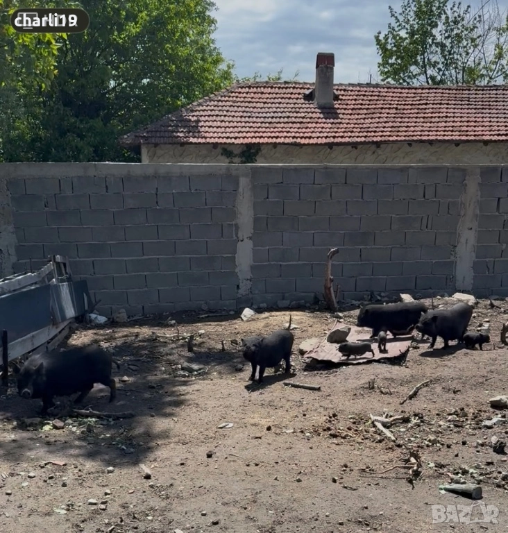 Виетнамски прасета малки и големи, снимка 1