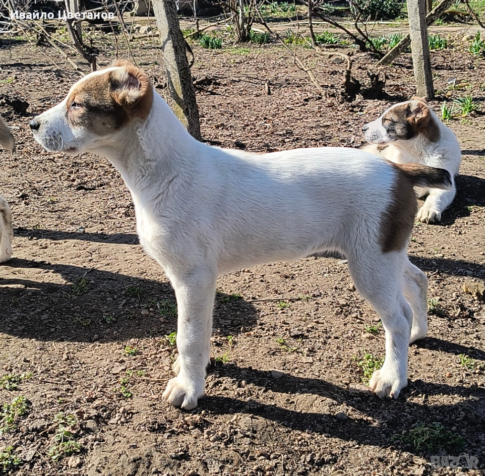 Алабай, снимка 1