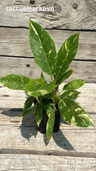 philodendron, снимка 1