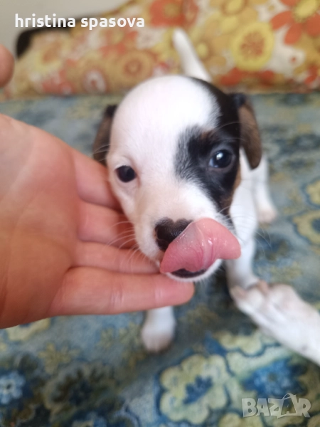 Джак Ръсел териер , снимка 1