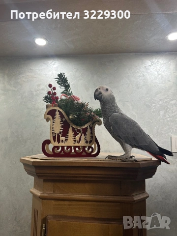 Папагал Жако, снимка 2 - Папагали - 53670859