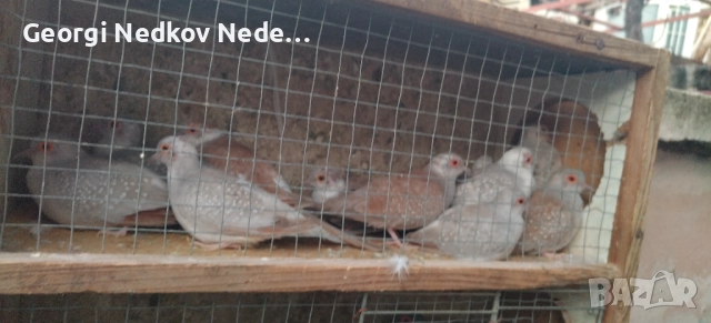 Продавам диамантени гугутки, снимка 4 - други­ - 52755830