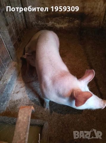 Женско прасе