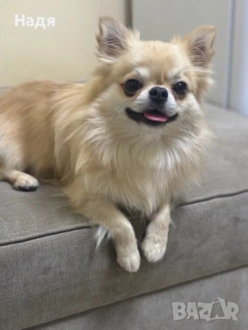 Чихуахуа на 2г., снимка 2 - Чихуахуа - 52594483