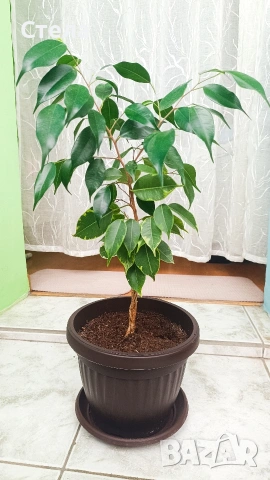 Пасифлора, бял Бенджамин, Сансевиера, мексиканска мента, Копривка , снимка 9 - Градински цветя и растения - 51170707