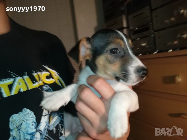 ЖЕНСКО КУТРЕ ДЖАК РЪСЕЛ 1310250645, снимка 12 - Джак ръсел териер - 52032852