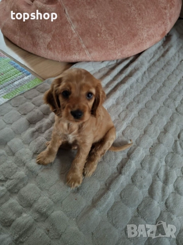 Продавам кученце Кокер Шпаньол - чиста порода, родена 26.08.25 Обезпаразитена, снимка 5 - Кокер шпаньол - 52685128