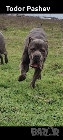 Мъжко кане корсо за разплод