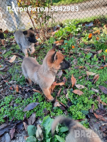 Белгийска овчарка Малиноа , снимка 2 - Белгийска овчарка - 52797025