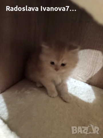 Персийски котенца , снимка 3 - Персийска - 53660827
