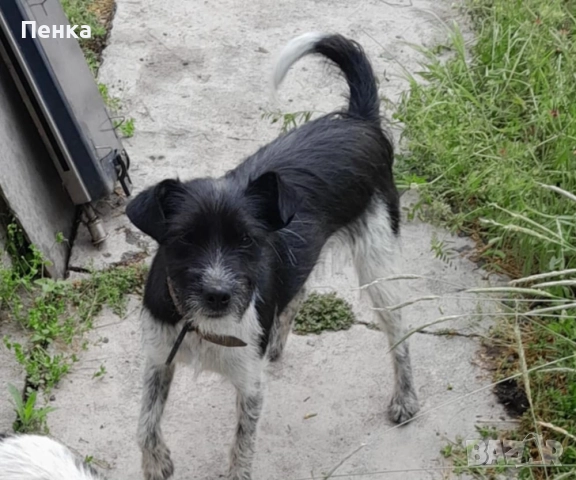 Подарявам  дворно куче