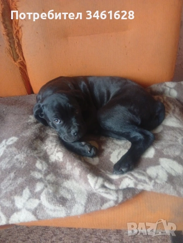 Кане Корсо бебе , снимка 3 - Кане корсо - 53576030