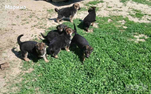 Немски овчарки мъжки и женски, снимка 4 - Немска овчарка - 54254554