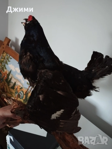 красив мъжки тетрев, снимка 6 - Антикварни и старинни предмети - 54245698