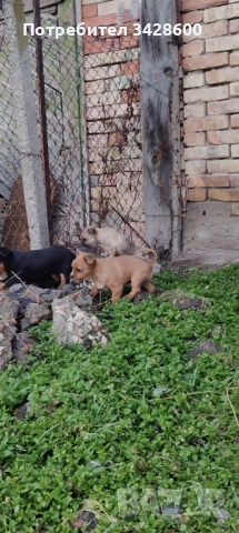 Малки пинчери 