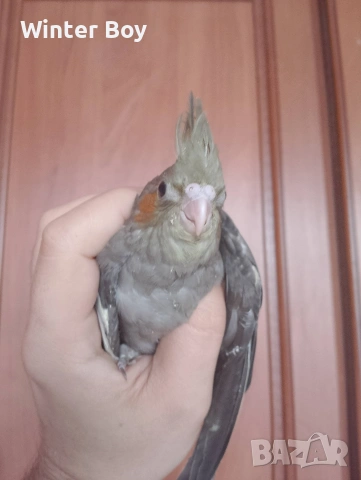 Бебе 3 папагал мъжки корела корели , снимка 5 - Папагали - 53439052