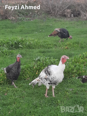 Пуйки, снимка 3 - Кокошки и пуйки - 52506559