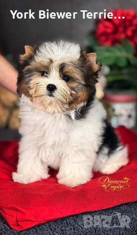 Йоркширски Териер! Красавец мини Момче с родословие! Baby face доставка