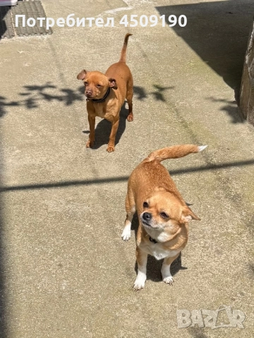 Бебета чихупинчери , снимка 5 - Чихуахуа - 52735566