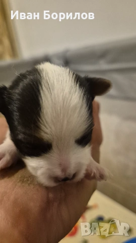 Biewer terrier Sofia , снимка 9 - Йоркширски териер - 53742812