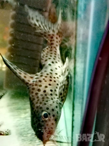 Продавам голями сомове Платидоруси и Синудонтуси, снимка 4 - Рибки - 53885429