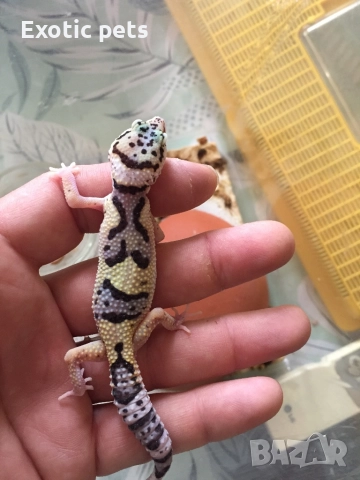 Леопардов гекон, , снимка 8 - Гекон - 52913924