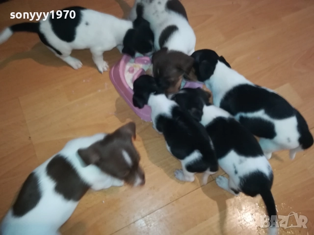 ДЖАК РЪСЕЛ-250ЛВ ЗА КУЧЕНЦЕ 1909250859, снимка 13 - Джак ръсел териер - 51764637