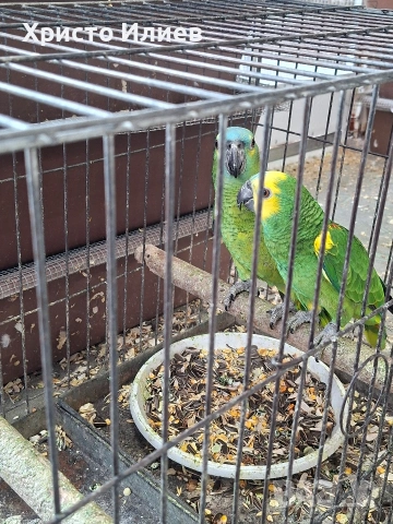 Парот център Бургас продава двойка синьочели амазони , снимка 3 - Папагали - 54238585