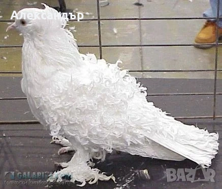 гълъб льохнер