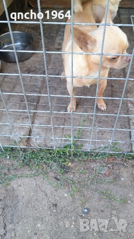 чихуахуа мъжки , снимка 3 - Чихуахуа - 52033406