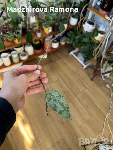 Hoya Caudata gold , снимка 2 - Стайни растения - 53819014