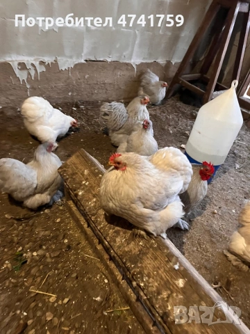 Оплодени яйца от мини кохин , снимка 2 - други­ - 54058371