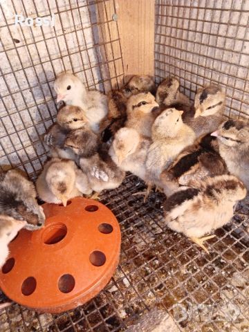 Пилета от сини яйца и разплодни яйца, снимка 6 - Кокошки и пуйки - 45571281