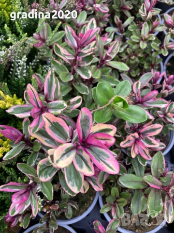 Хебе Триколор